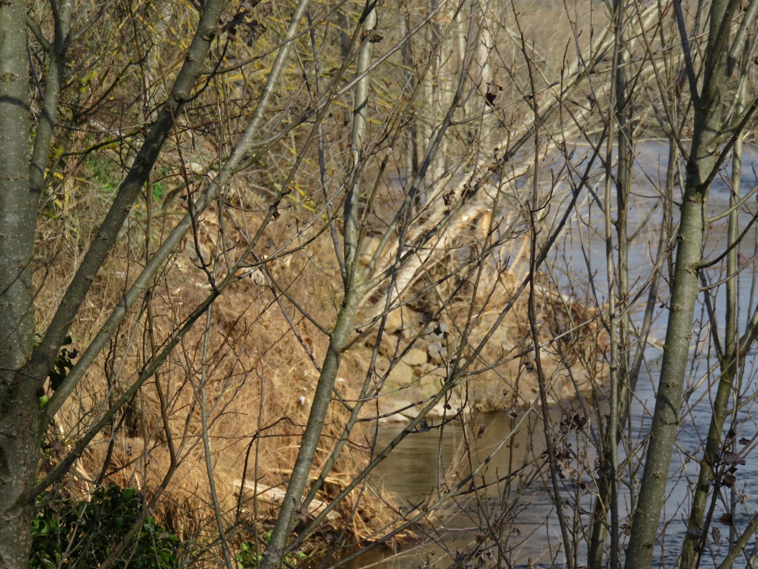 Programme Inventaires des observations sur la rivière Allier