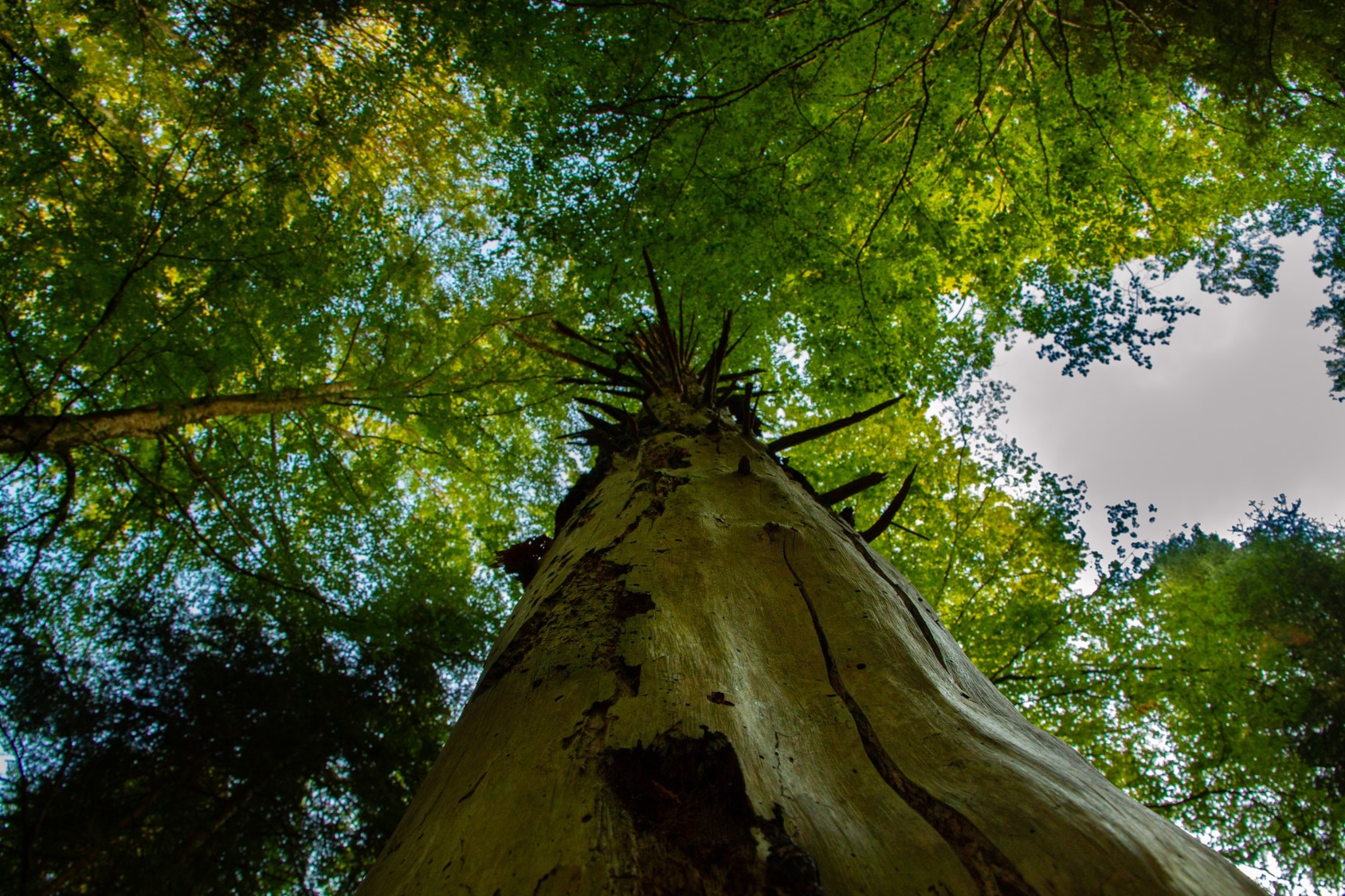 Programme Arbres remarquables - CC Ambert Livradois Forez