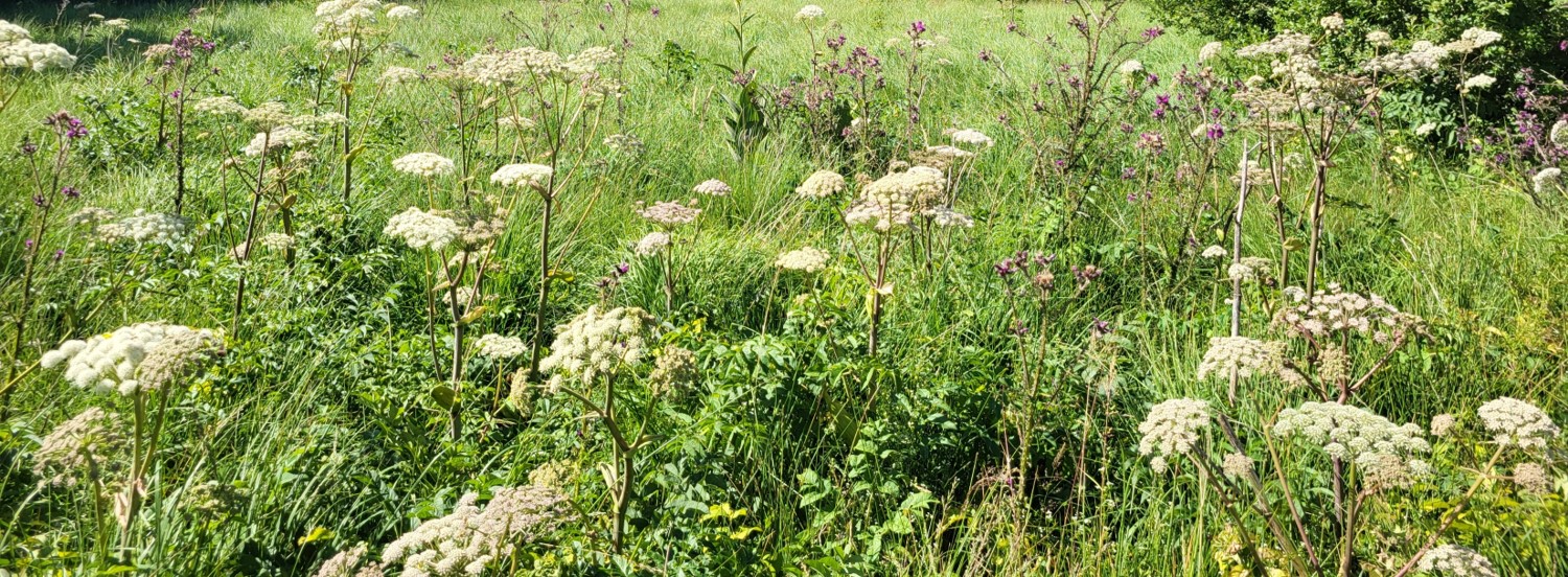 Programme Les zones humides de la Couze d'Ardes